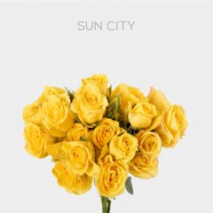 Box Yellow Spray Sun City 40 cm (100 St)