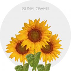 Flowers Sunflower