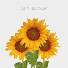 Sunflower Select 70cm (5 St bunch)