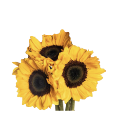 Box Sunflower Vincent (60 St)