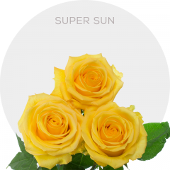 Box Yellow Super Sun Roses 40 cm (100 St)