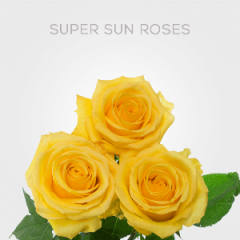 Box Yellow Super Sun Roses 50 cm (100 St)
