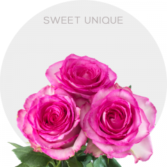 Pink Sweet Unique Roses 50-70 cm