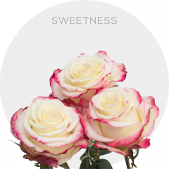 Box Bicolor Cream/Hot Pink Sweetness Roses 40 cm (100 St)