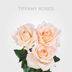 Box Peach Tiffany Roses 50 cm (100 St)