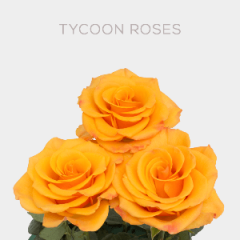 Box Orange Tycoon 50 cm (100 St)