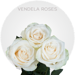 Cream Vendela Roses 40-60 cm