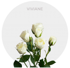 Box Spray White Viviane 50 cm (100 St)