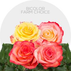 Box Assorted Bicolor Roses 50 cm  (100 St)