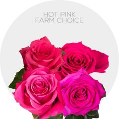 Box Assorted Hot Pink Roses  60 cm (100 St)