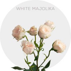 White Majolika Spray roses
