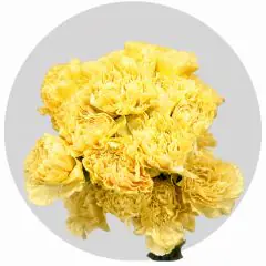 Carnations Yellow (250 St)
