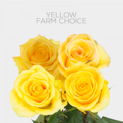 Yellow Farm Choice 50 cm (25 St Bunch)