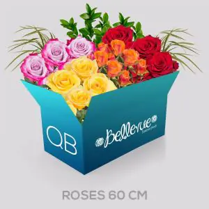 QB 60 cm
