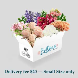 Small Box Bellevue