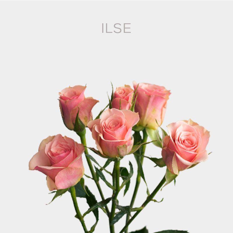 Ilse Spray Roses
