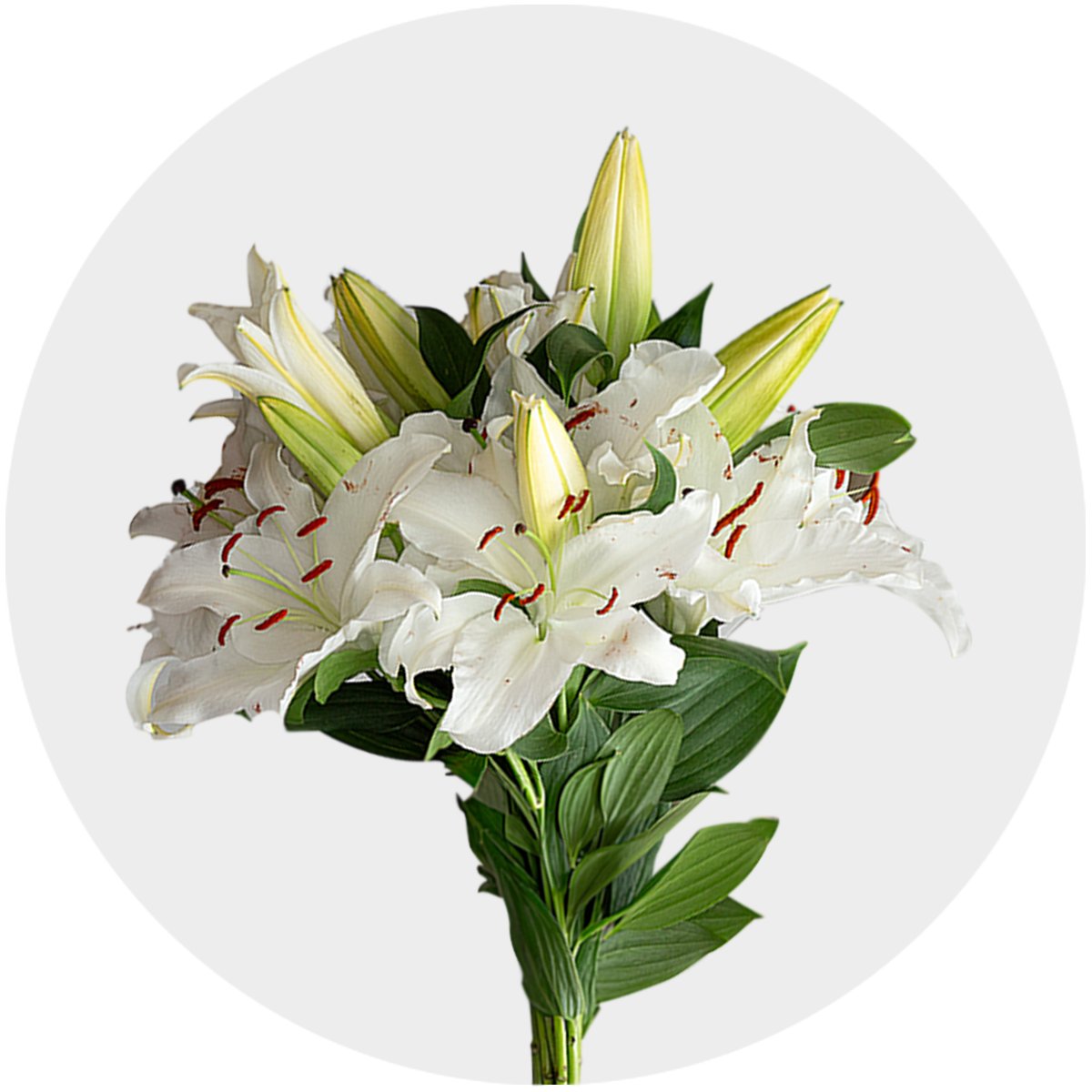 サミット　リリーボックス　LILY BOX Box flowers Oriental Lily White (80 Stems) | Bellevueroses.com