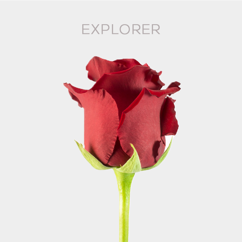 Explorer 