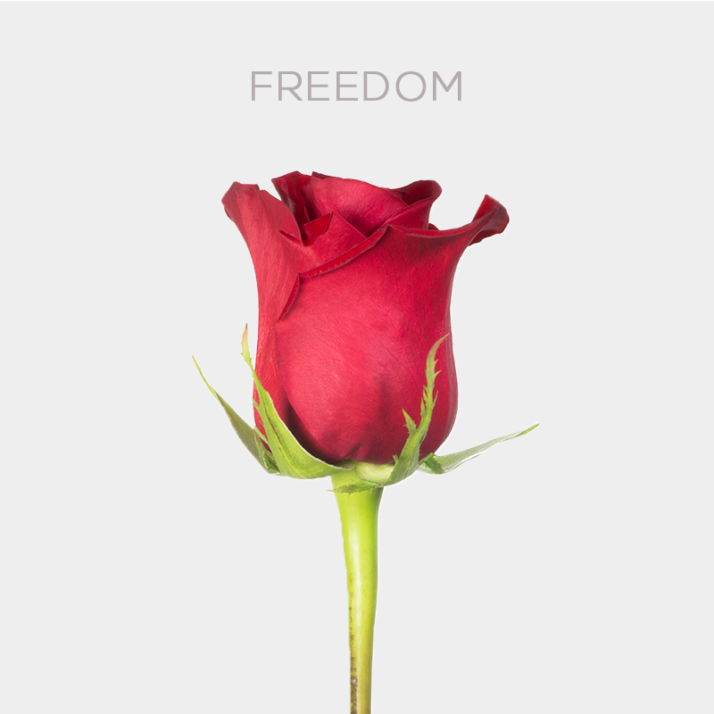Freedom Roses
