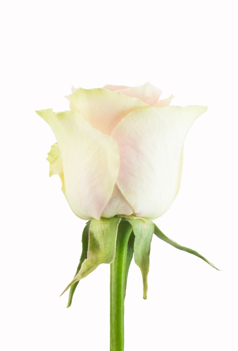 Frutteto Roses