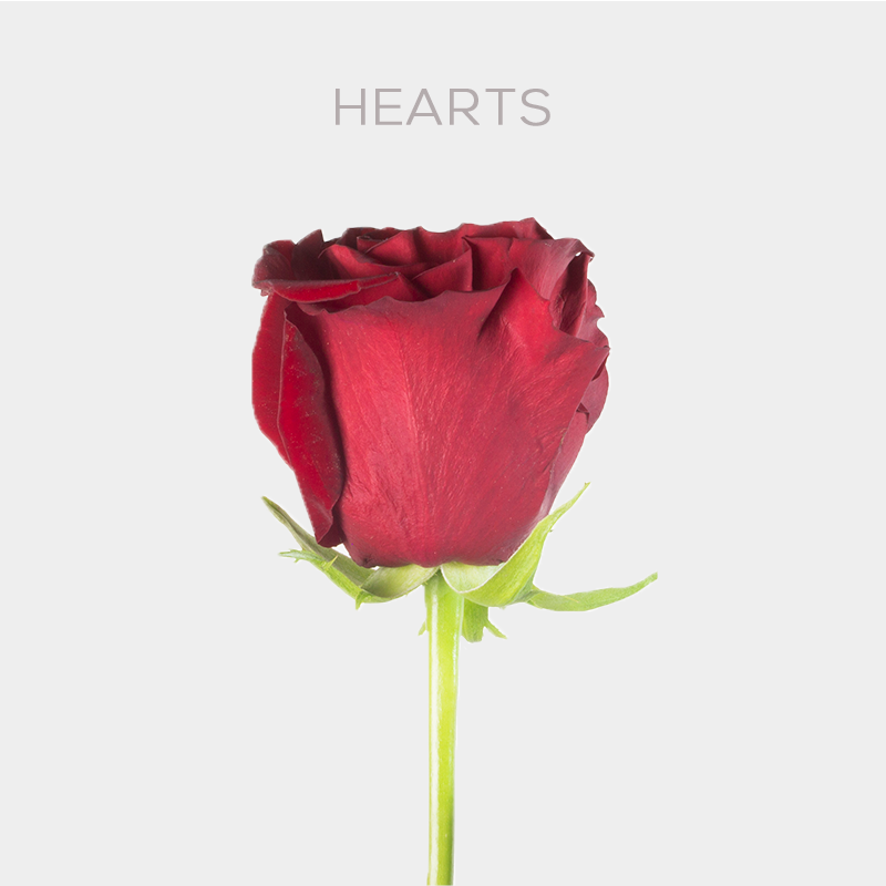 Hearts (Garden Roses)