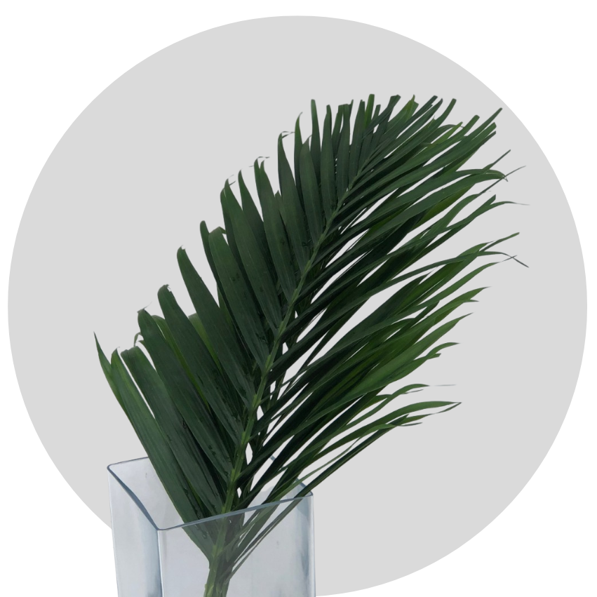 Cat Palm M (250 St)