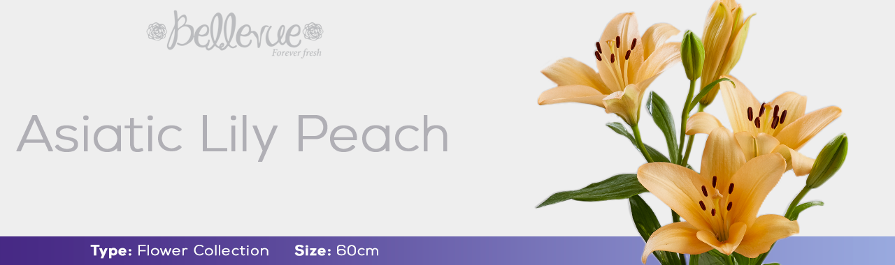 Asiatic Lily Peach