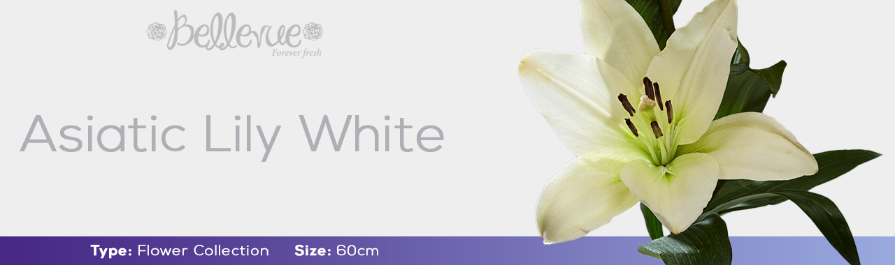 Asiatic Lily White