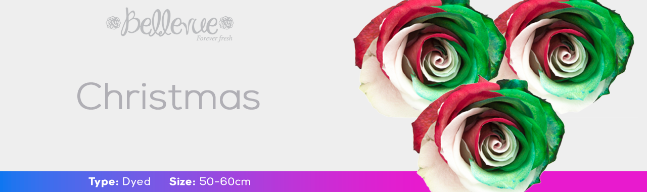 Christmas Dyed Roses | Bellevueroses.com