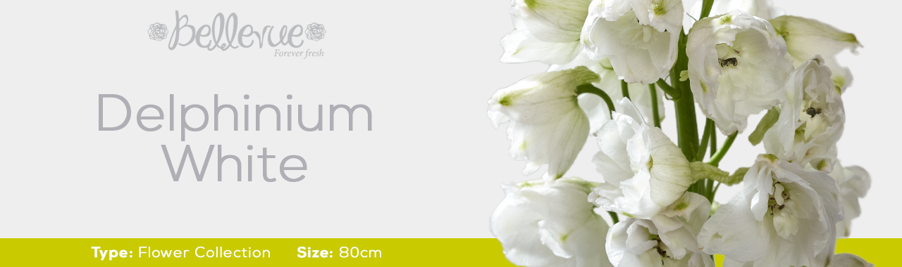 Delphinium White 80 cm (150 St)