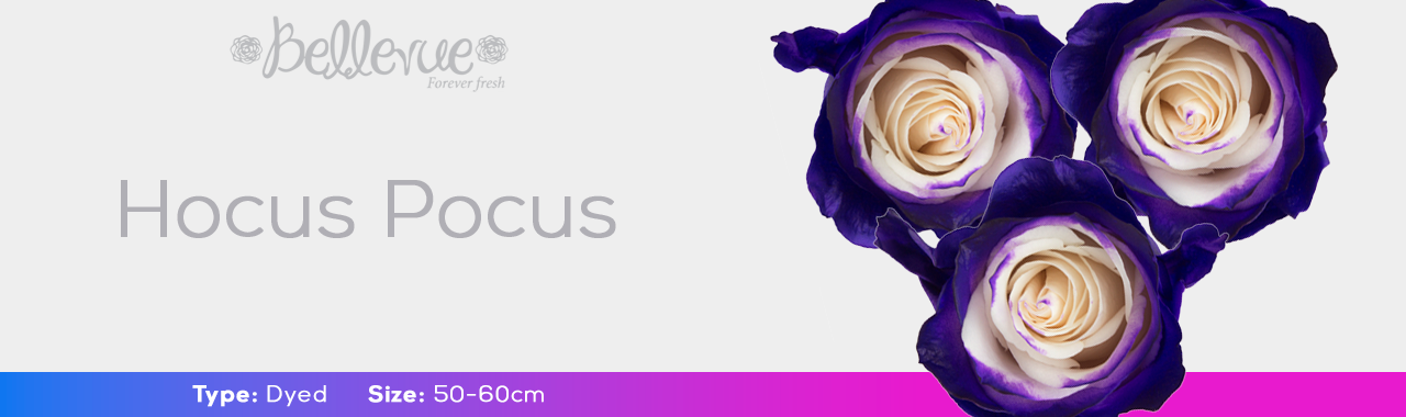 Hocus Pocus Dyed Roses | Bellevueroses.com