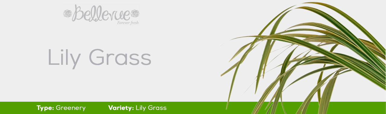 Lily Grass