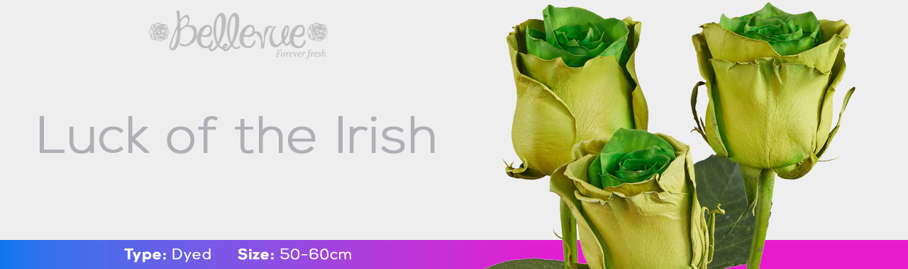 Luck of the Irish Dyed Roses |. Bellevueroses.com