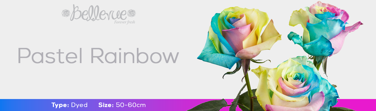 Pastel Rainbow Dyed Roses | Bellevueroses.com