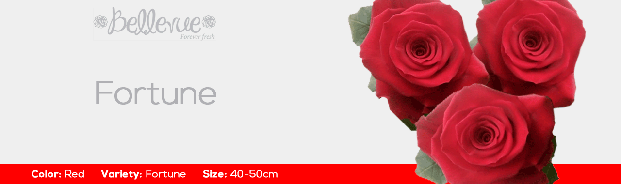 Fortune Roses Wholesale 40-50-60cm