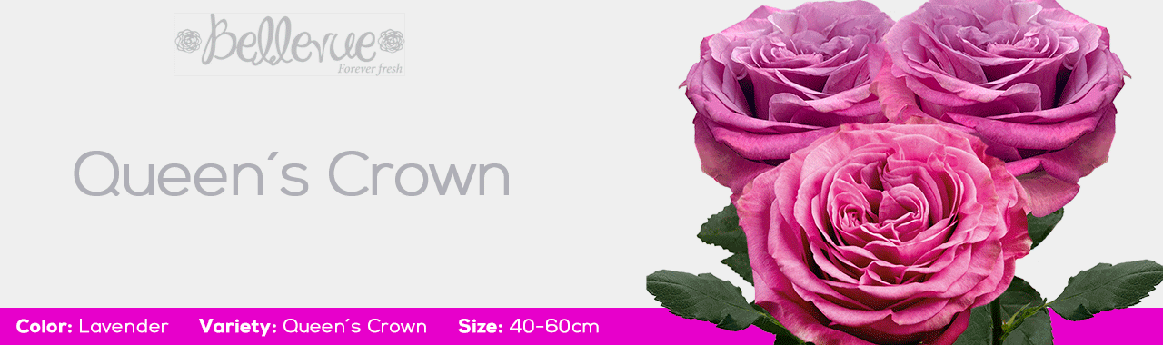 Queen's Crown Garden Roses for Wedding Season 2022