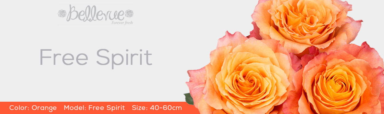 Free Spirit Garden Roses for Wedding Season 2022