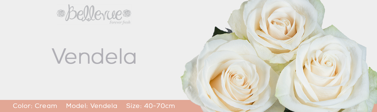 White Roses by Bellevue Roses