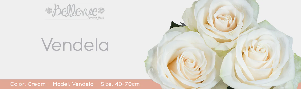 White Roses by Bellevue Roses